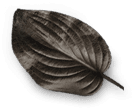 black-leaf.png