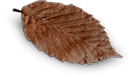 espresso-leaf.png